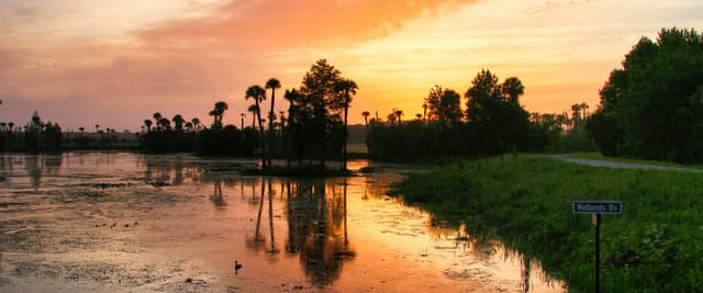 Florida wetland at sunset, palm tree silhouettes reflected in still water under a fiery orange sky